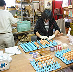農大研修生による卵殻検査の様子
